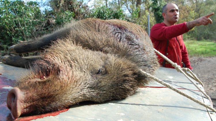 Un porc senglar abatut © ACN