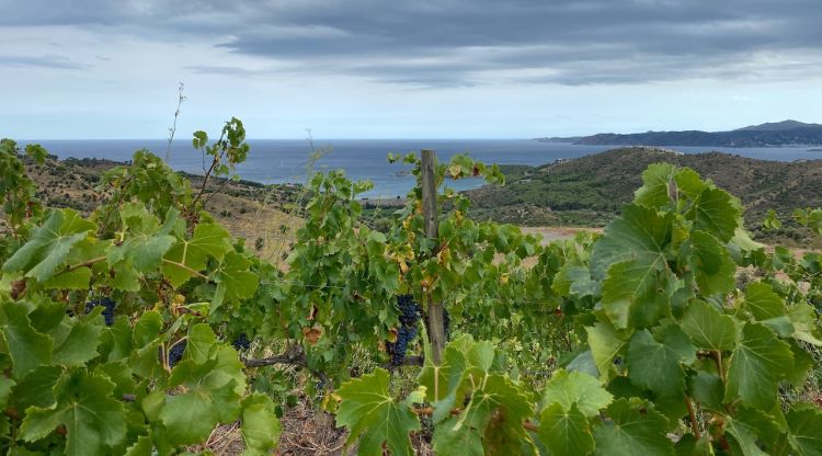 Vinya de Coma Fredosa, propietat del celler Hugas de Batlle a Colera (Alt Empordà). M. Estarriola