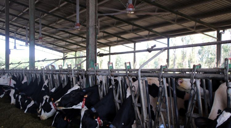 Les vaques de la granja sota els ventiladors del sistema de refrigeració de les quadres. ACN