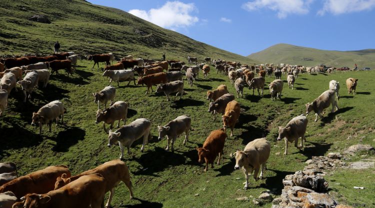 Les vaques que han passat l'estiu a la muntanya de Llessui es dirigeixen cap a casa. ACN