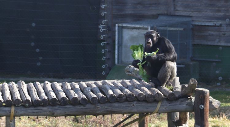Un ximpanzé de la Fundació Mona alimentant-se. ACN
