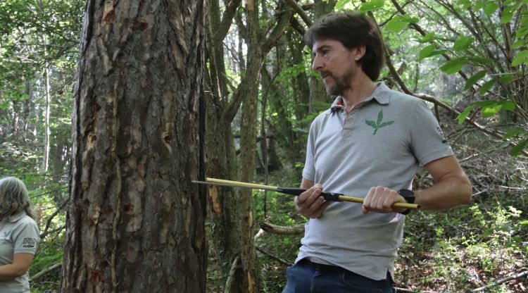 Un tècnic mesura el diàmetre del tronc d’un arbre mort en un bosc de les Preses. ACN