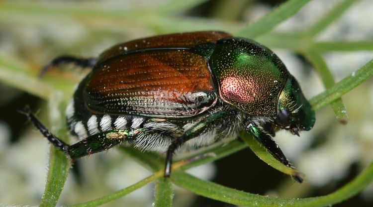 Exemplar d'escarabat japonès (Popillia japonica). Ryan Hodnett / Viquipèdia