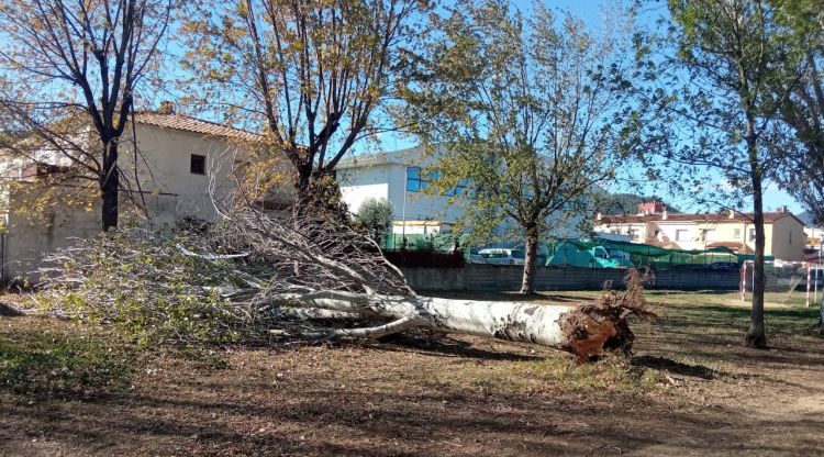 Un arbre caigut a Santa Coloma de Farners que no ha deixat ferits
