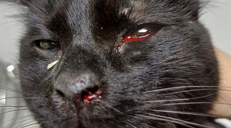 Un dels gats apallissats a Olot i que va sobreviure
