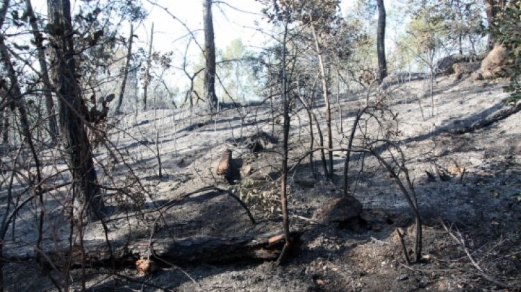 L'incendi ha afectat el sotabosc i la part de baix de la pineda però no ha arribat a les capçaleres dels arbres © ACN