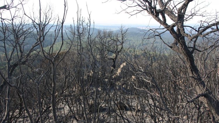 El foc del Baix Empordà ja ha entrat en fase de control i ha cremat una superfície de 393 hectàrees © ACN