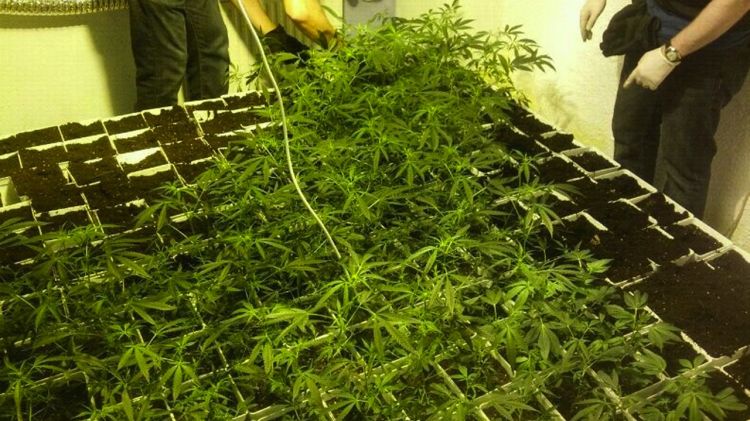 Un dels planters de cànnabis que van confiscar © ACN