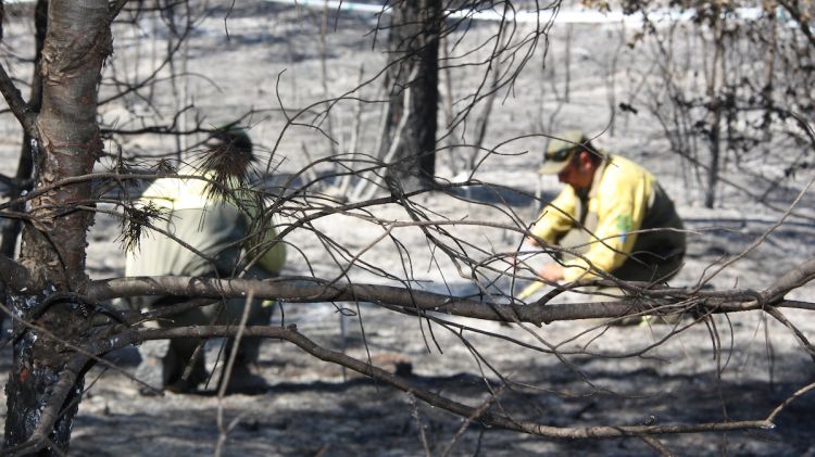 Els Agents Rurals investigant les causes de l'incendi de Vilopriu © ACN