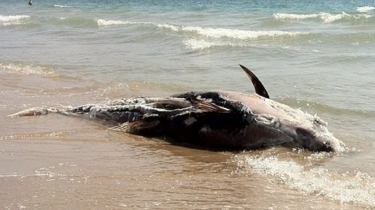 La tonyina ha aparegut a la platja del Rastrell © Sergi Espinosa