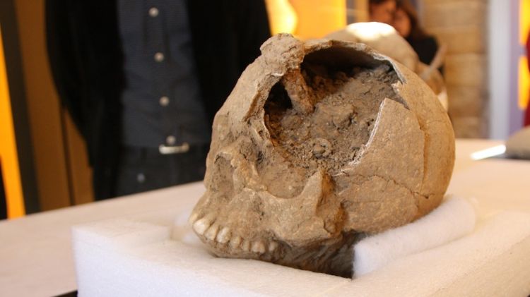 Un dels cranis enclavats descoberts al jaciment d'Ullastret del segle III aC © ACN
