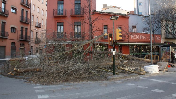 El plataner de deu metres que ha caigut al bell mig del carrer a Girona © ACN