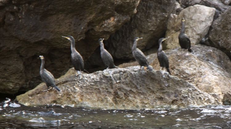 Exemplars de corb marí, fotografiat l'estiu passat © ACN