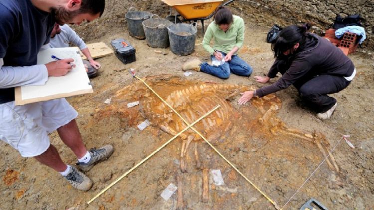 Treball d'excavació de l'esquelet de bòvid de l'espècie Alephis tigneresi © ACN