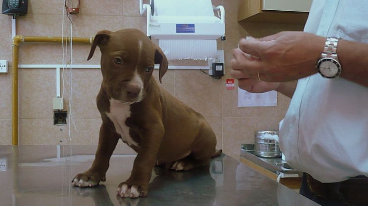 Un gos a punt de ser vacunat © Vicurbinati/Flickr.com