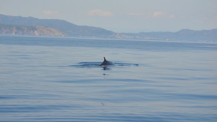 Una de les balenes que aquest dissabte van albirar l'entitat Projecte NINAM © ACN
