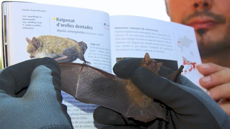 Ratpenat d'orelles dentades, una de les espècies protegides que s'han identificat © ACN
