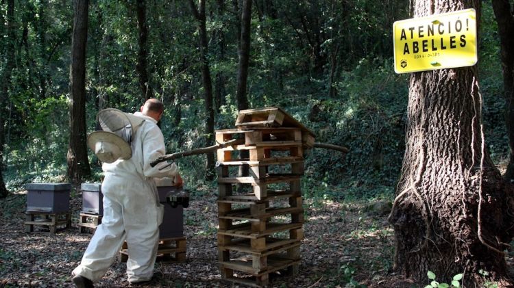 Agents Rurals i apicultors buscant exemplars de vespa asiàtica a la Vall d'en Bas © ACN