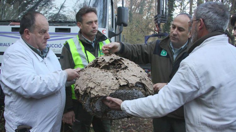 Els Agents Rurals inspeccionen el niu de vespa asiàtica retirat © ACN