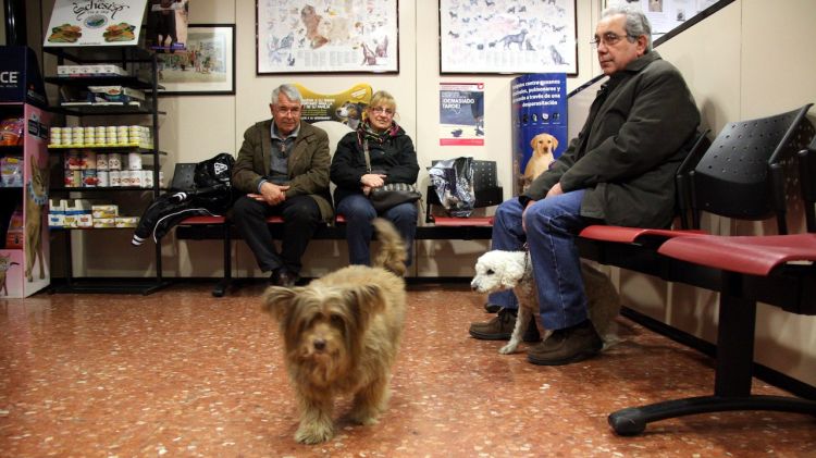 Diverses mascotes esperant a la sala d'espera d'una clínica veterinària de Girona © ACN