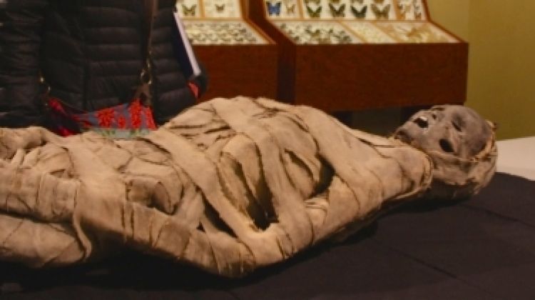 La mòmia que antigament s'havia descrit com a egípcia en realitat té només 200 anys © ACN