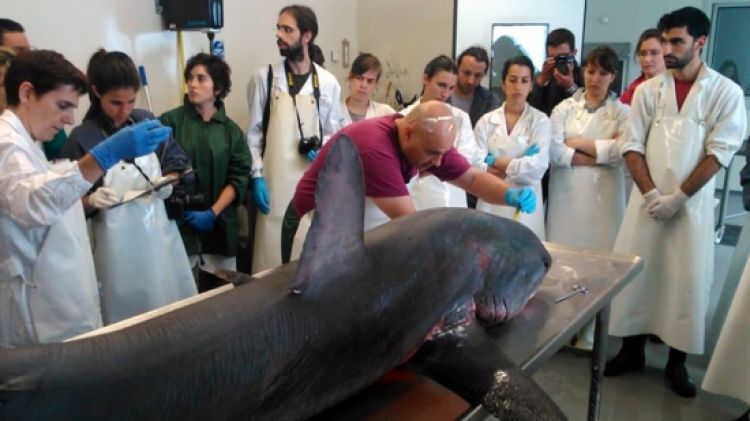 El tauró guineu capturat al Port de la Selva, durant la necròpsia fet a la UAB © ACN