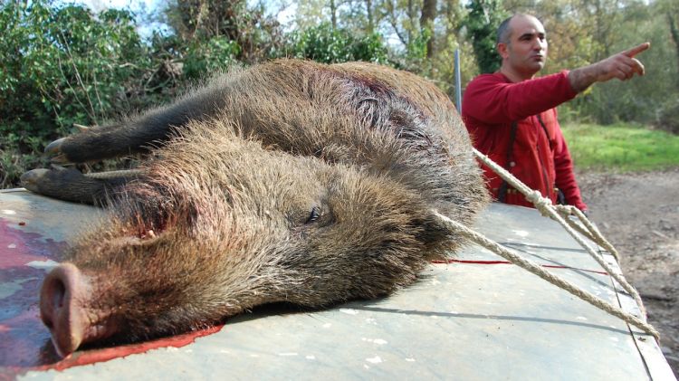 Un senglar mort durant una batuda a Girona (arxiu) © ACN